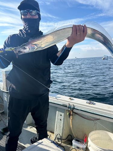 タチウオの釣果