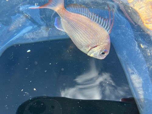 ヒレコダイの釣果
