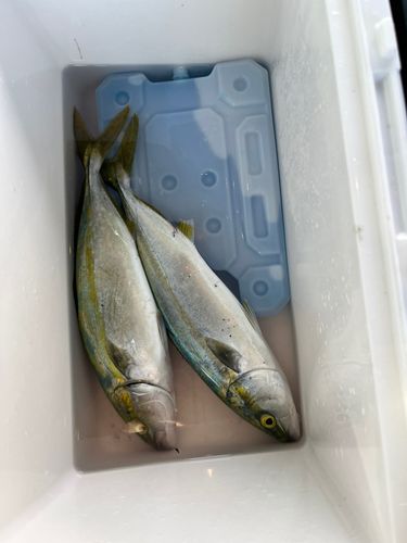 ヤズの釣果