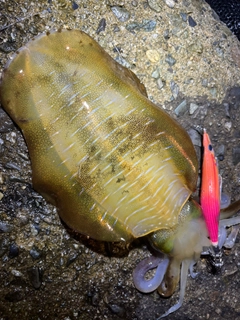 アオリイカの釣果