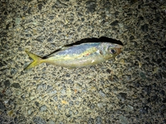 マアジの釣果