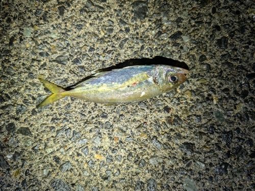 マアジの釣果