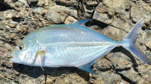 カスミアジの釣果