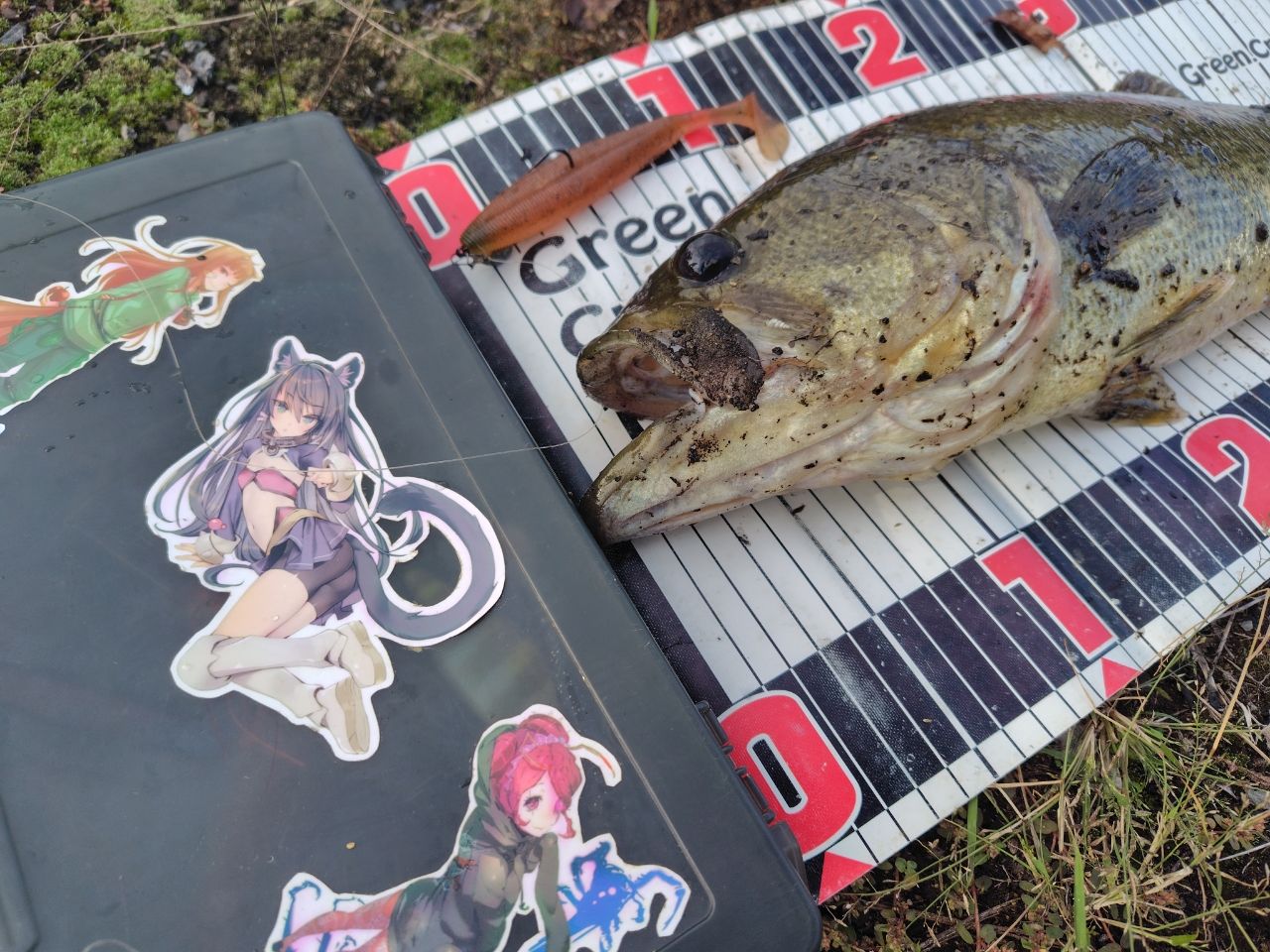 ブラックバス