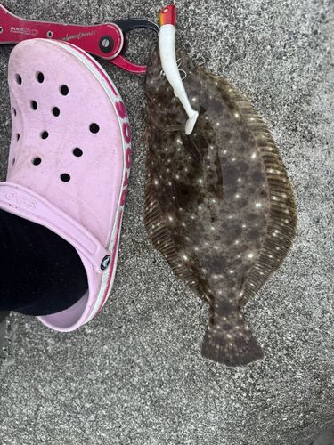 ヒラメの釣果