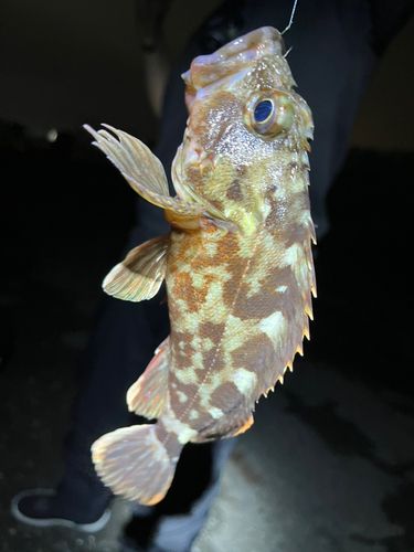 釣果