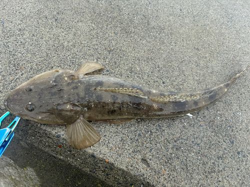 マゴチの釣果