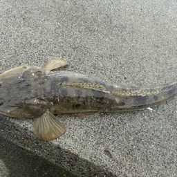 マゴチ