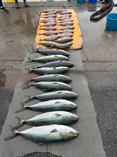 マダイの釣果