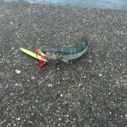 サバ