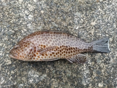 オオモンハタの釣果