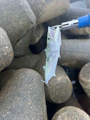 サゴシの釣果