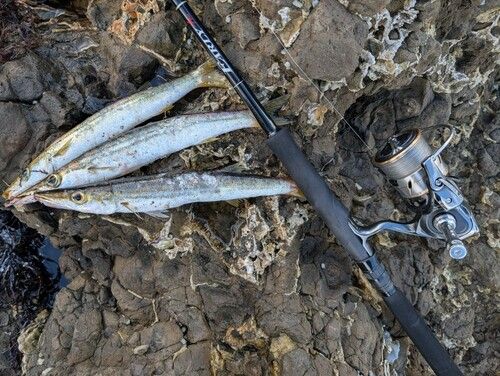 カマスの釣果