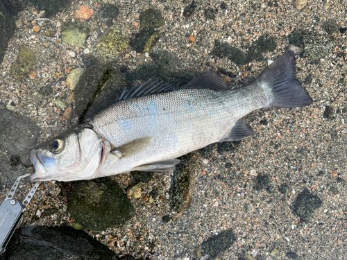 ヒラスズキの釣果