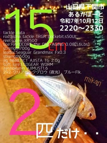 アジの釣果