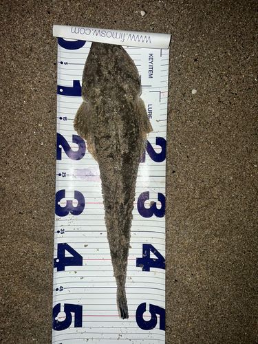 マゴチの釣果