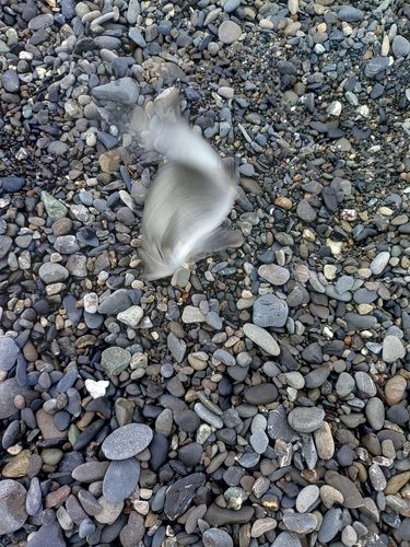 フッコ（マルスズキ）の釣果