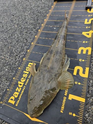 マゴチの釣果