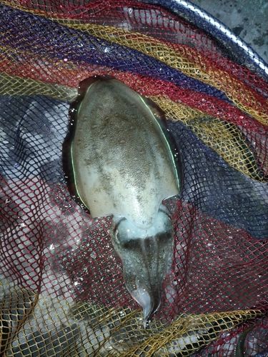 コウイカの釣果