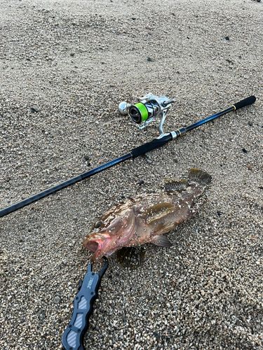 アコウの釣果