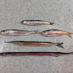 カタクチイワシ