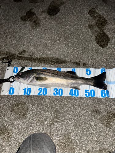 スズキの釣果