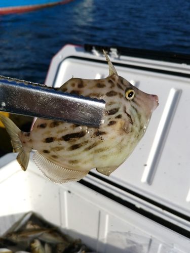 カワハギの釣果