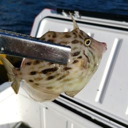 カワハギ