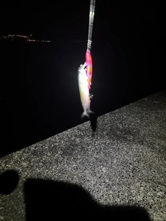 マサバの釣果