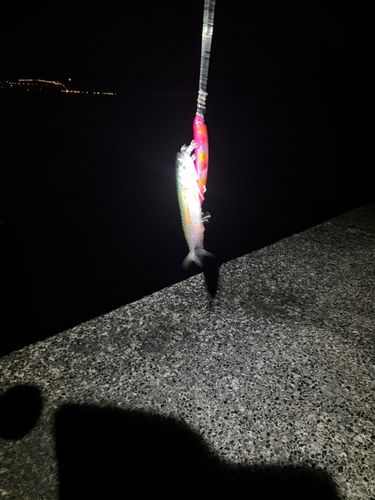マサバの釣果
