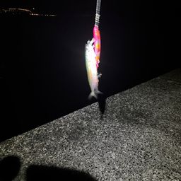 マサバ