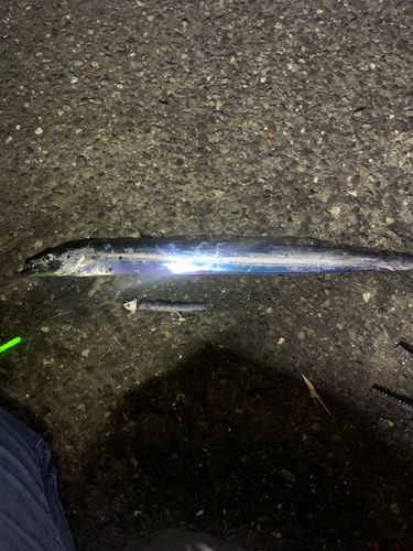 タチウオの釣果