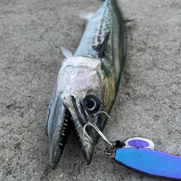 タチウオ
