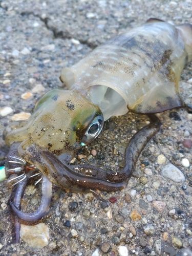 アオリイカの釣果