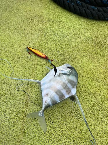 イトヒキアジの釣果