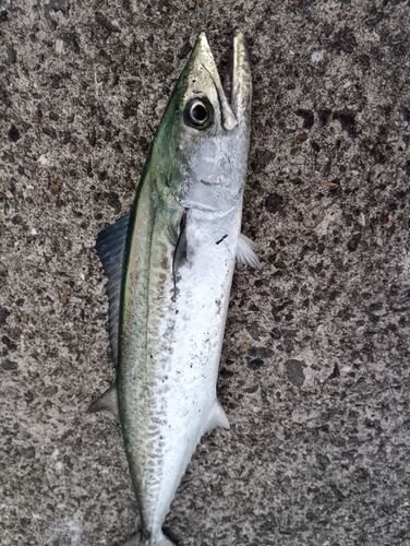 サゴシの釣果