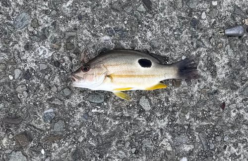 クロホシフエダイの釣果
