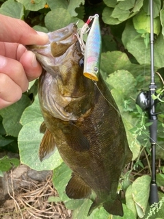 スモールマウスバスの釣果