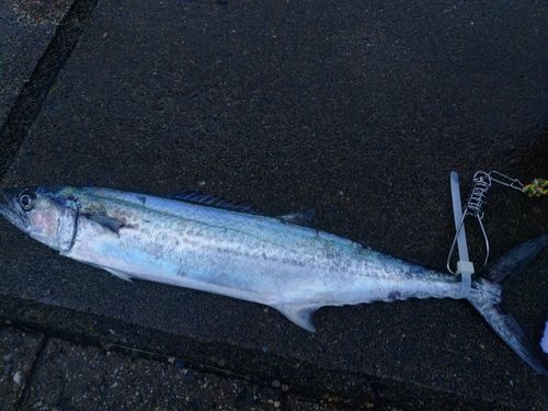 サゴシの釣果