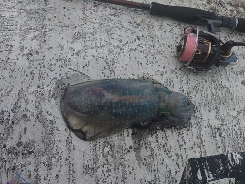 アオリイカの釣果