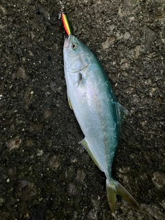 ヤズの釣果