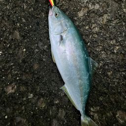 ヤズ