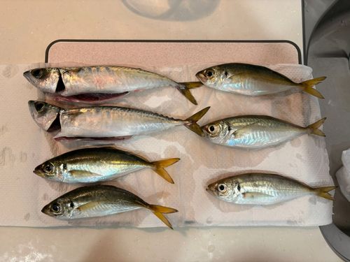 アジの釣果