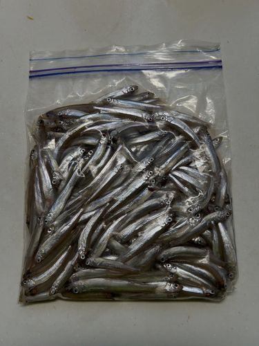 ワカサギの釣果
