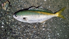 タカベの釣果