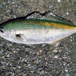 タカベ