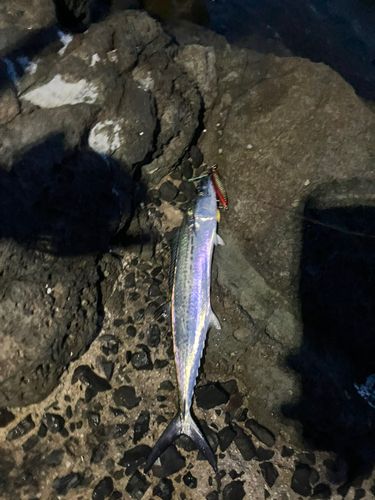 サゴシの釣果