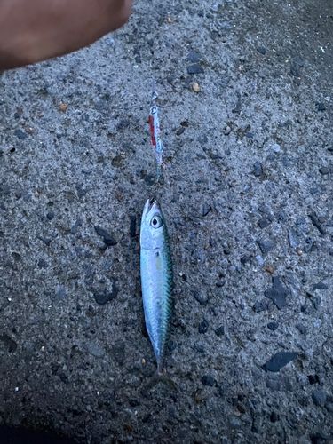 サバの釣果