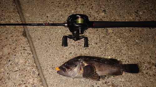 クロソイの釣果
