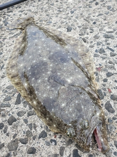 ヒラメの釣果